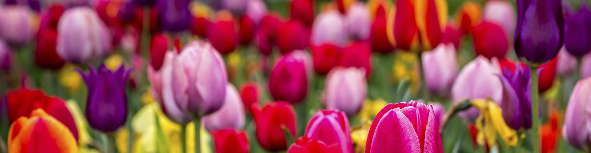 tulip_slider
